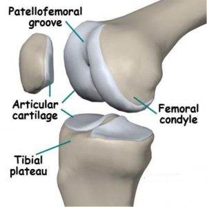 knee-anatomy-img-2