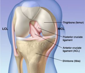 knee-anatomy-img-4