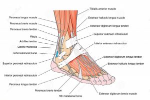foot-anatomy